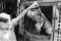 Μικρογραφία εικόνας