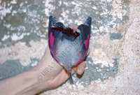 Μικρογραφία εικόνας